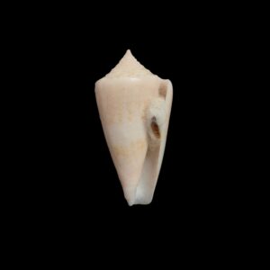 BC513 Conus glorioceanus w/o