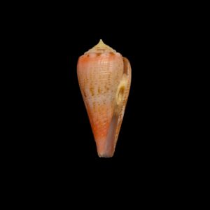 BC510 Conus granulatus w/o - GOOD SIZE