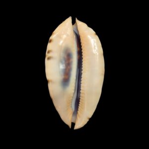 BC535 Zoila friendii thalamega - WHITE BASE