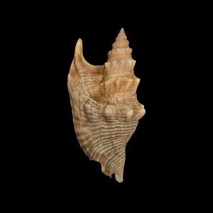 BC534 Euprotomus hawaiiensis w/o - LIVE TAKEN!