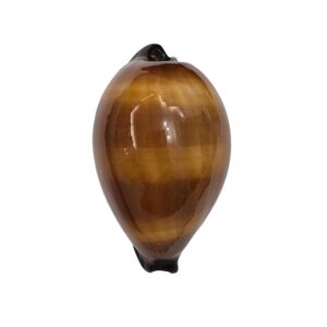 BC536 Talparia exusta - VERY GLOBOSE