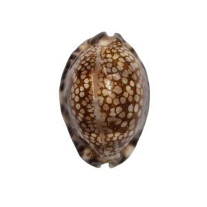 BC537 Mauritia maculifera hawaiiensis
