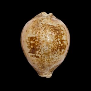 BC539 Leporicypraea valentia - BIG SIZE