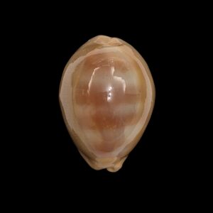 BC541 Lyncina sulcidentata - BIG SIZE