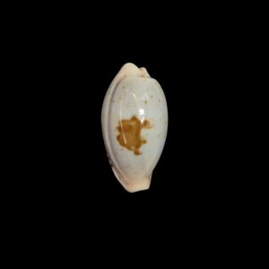 BC543 Palmadusta saulae - BLUE FORM