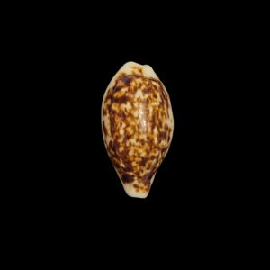 BC544 Eclogavena coxeni - EXTRA-DARK