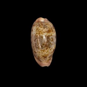 BC545 Zonaria picta - VERY LARGE