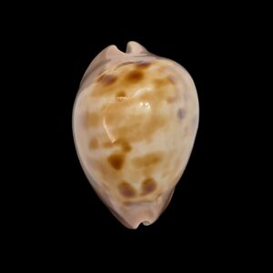 BC546 Zoila venusta roseopunctata