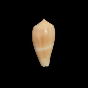 BC548 Conus leobottoni
