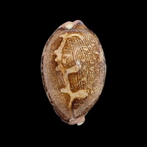 BC550 Leporicypraea mappa rosea
