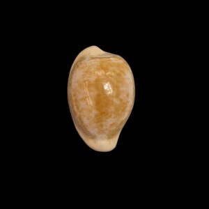 BC551 Cypraeovula fuscorubra - PATTERNFUL
