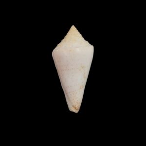 BC552 Conus luciae - RARELY OFFERED