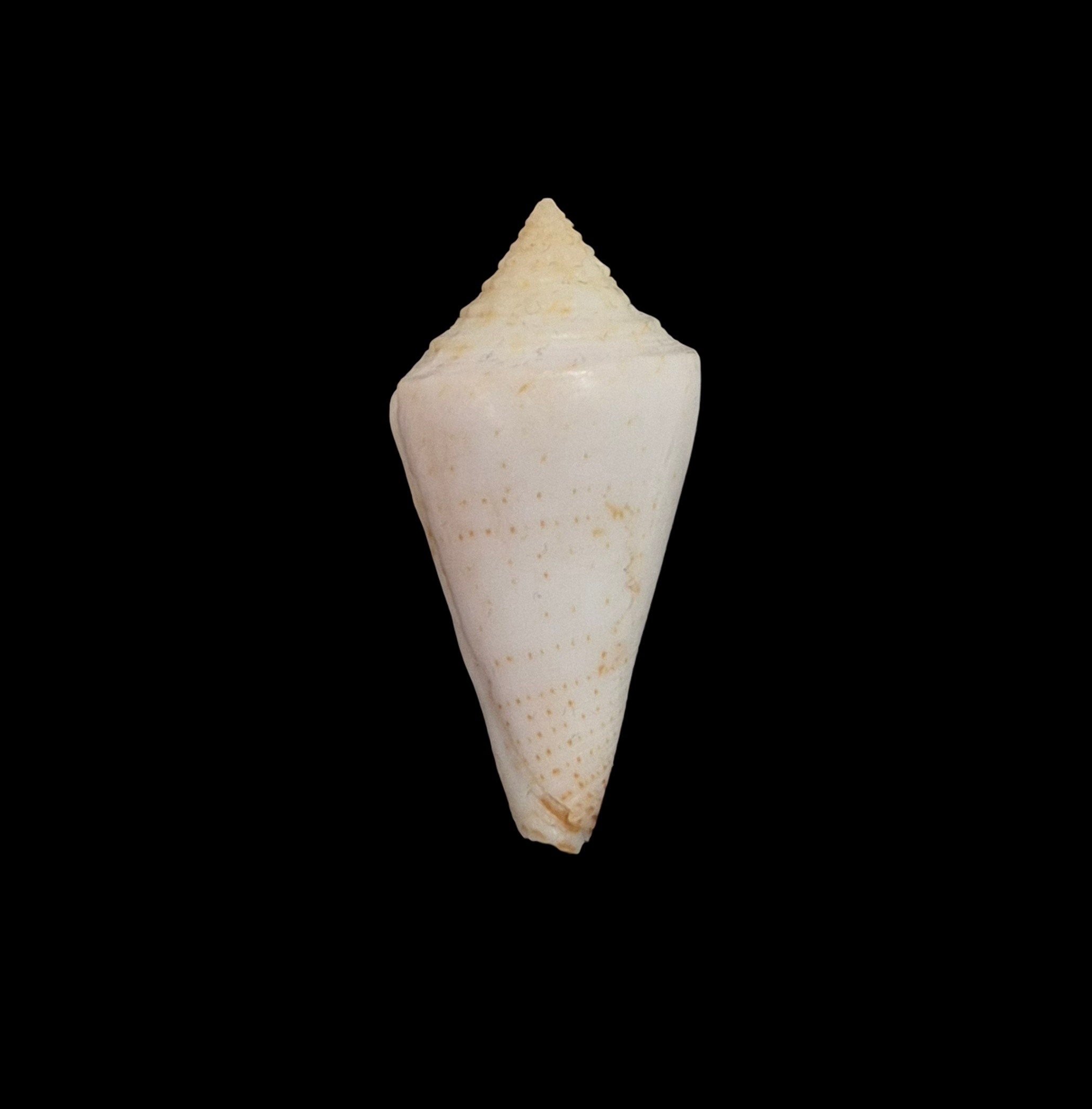 BC552 Conus luciae - RARELY OFFERED