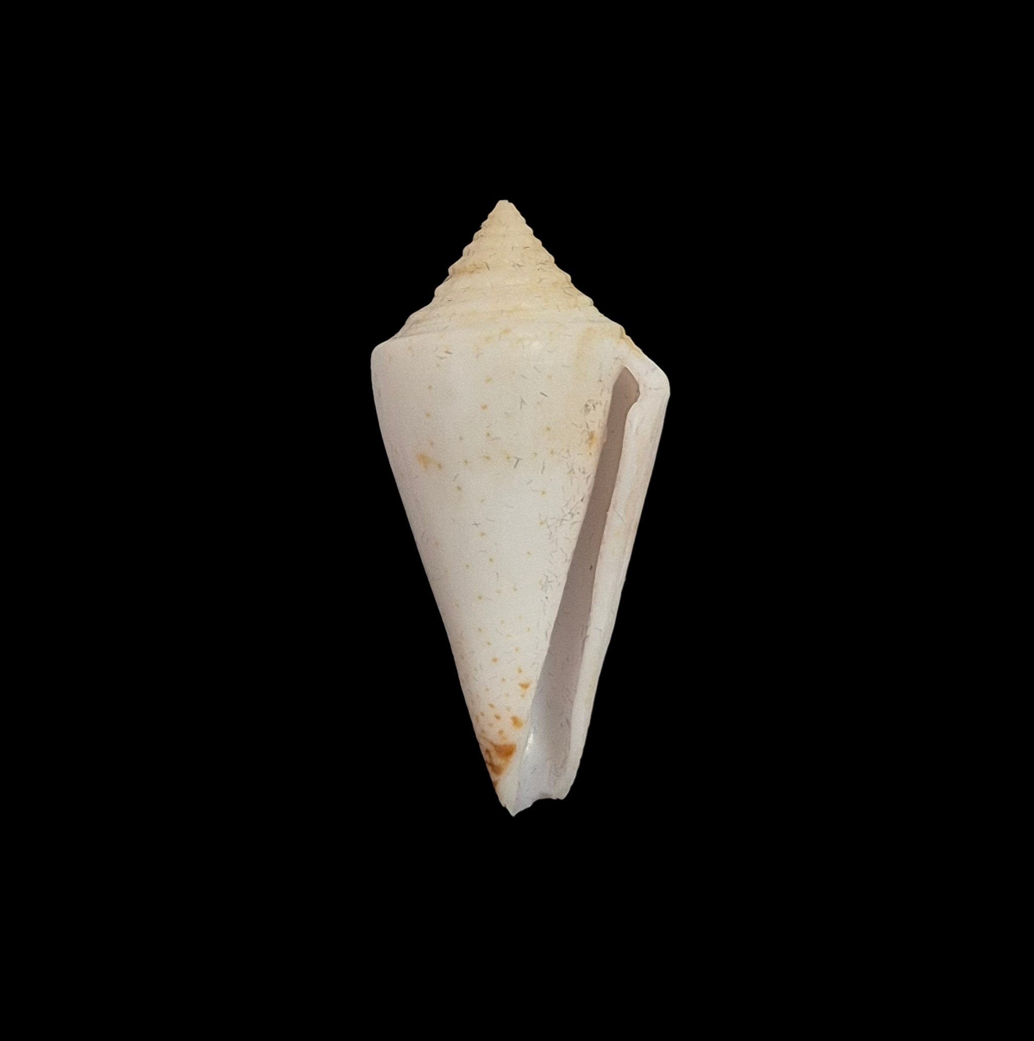 BC552 Conus luciae - RARELY OFFERED - Image 2