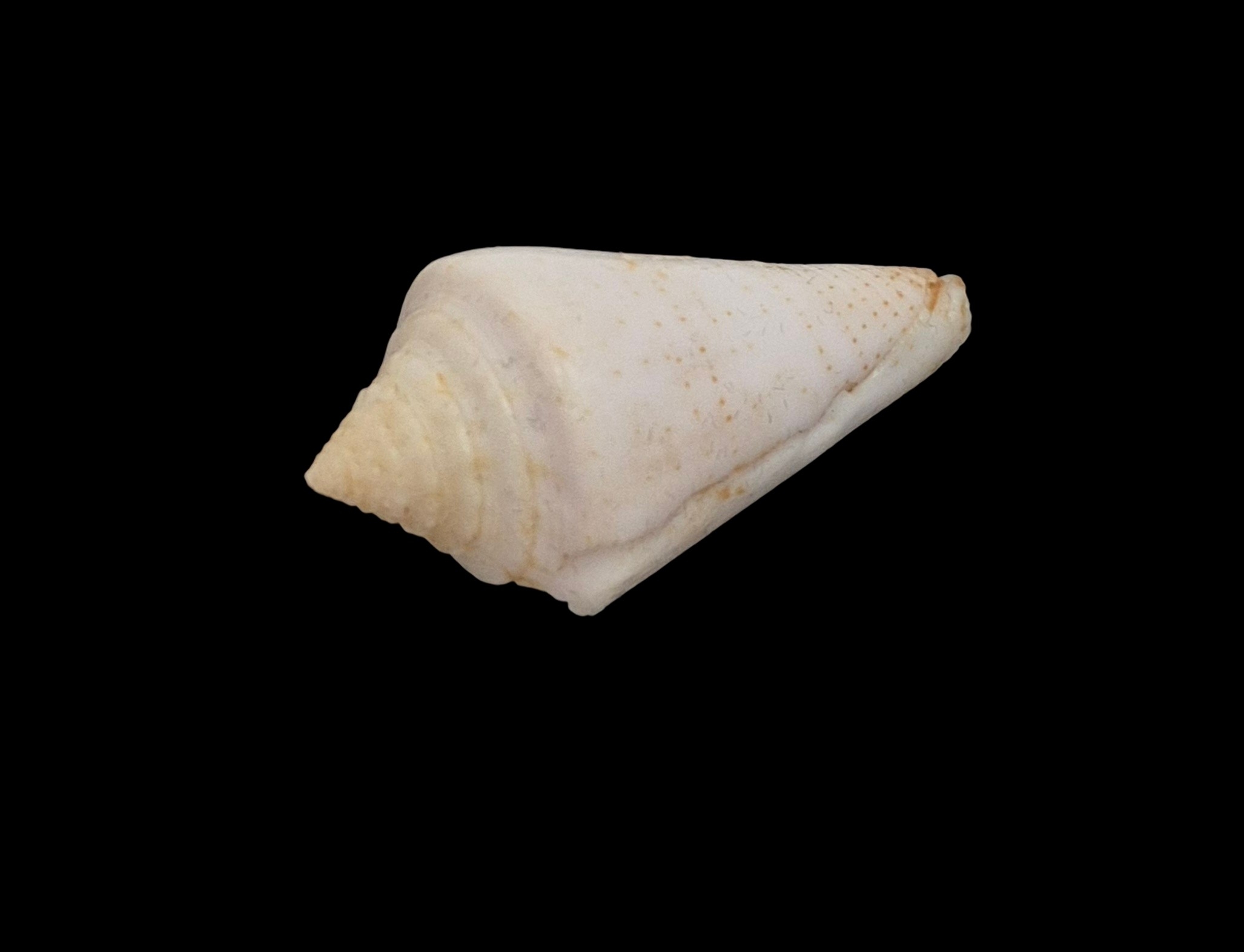 BC552 Conus luciae - RARELY OFFERED - Image 3