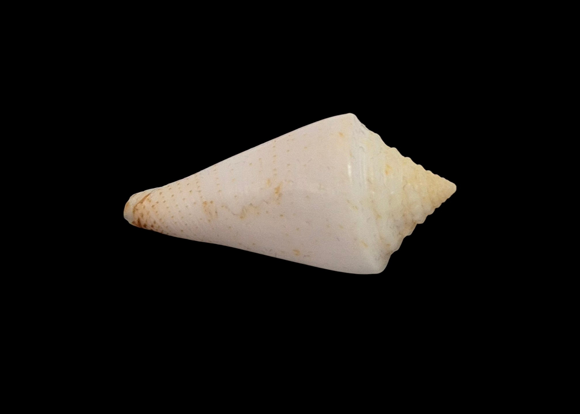 BC552 Conus luciae - RARELY OFFERED - Image 4