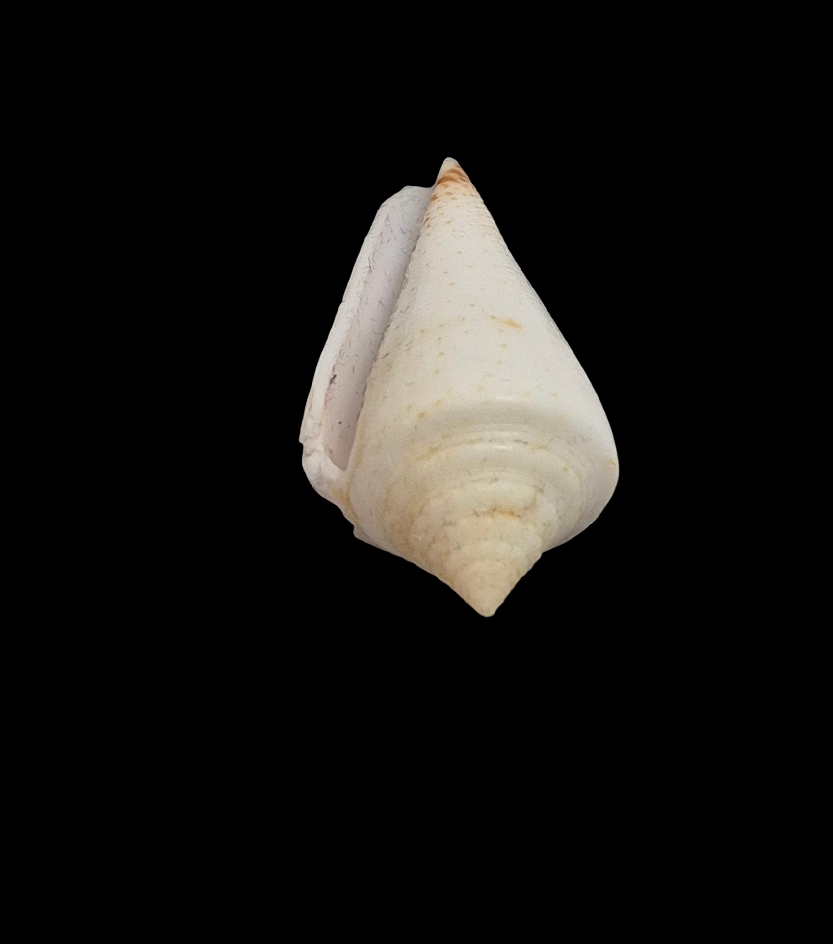 BC552 Conus luciae - RARELY OFFERED - Image 5