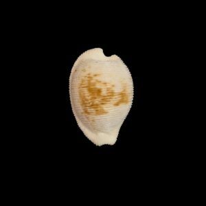 BC553 Cypraeovula capensis cineracea