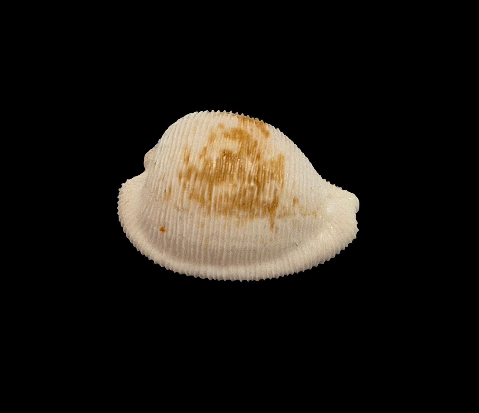 BC553 Cypraeovula capensis cineracea - Image 2
