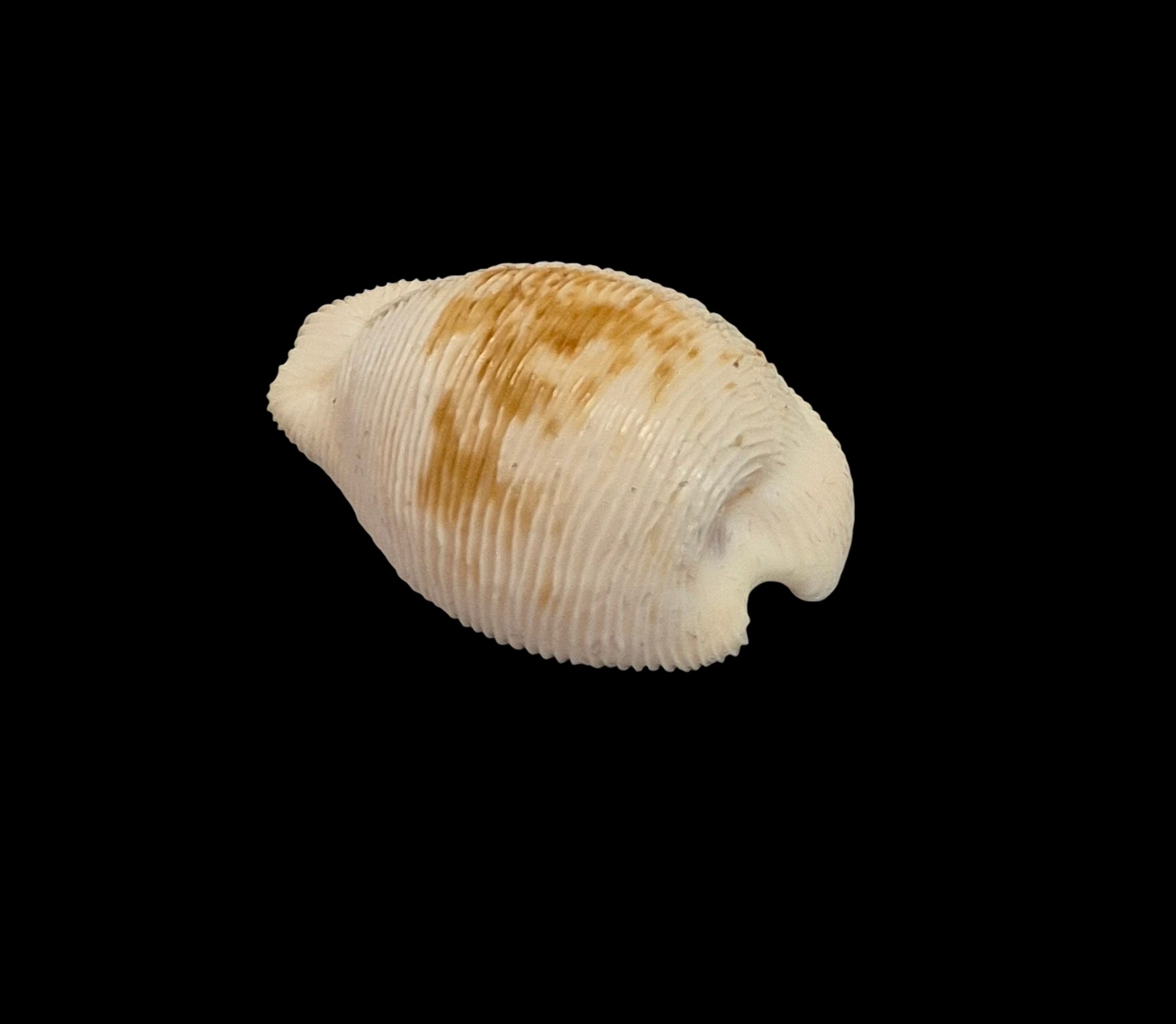 BC553 Cypraeovula capensis cineracea - Image 3