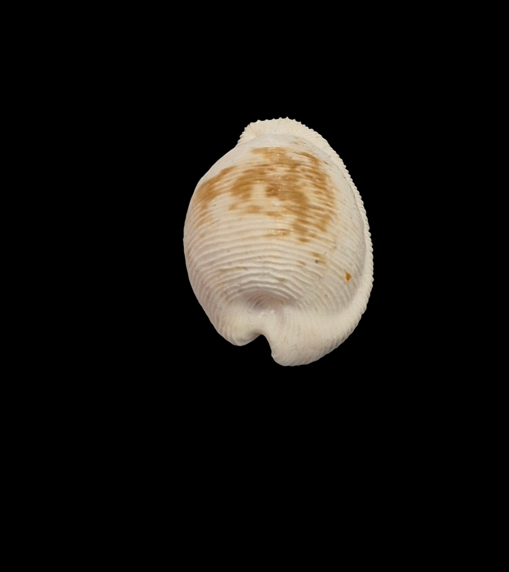 BC553 Cypraeovula capensis cineracea - Image 4