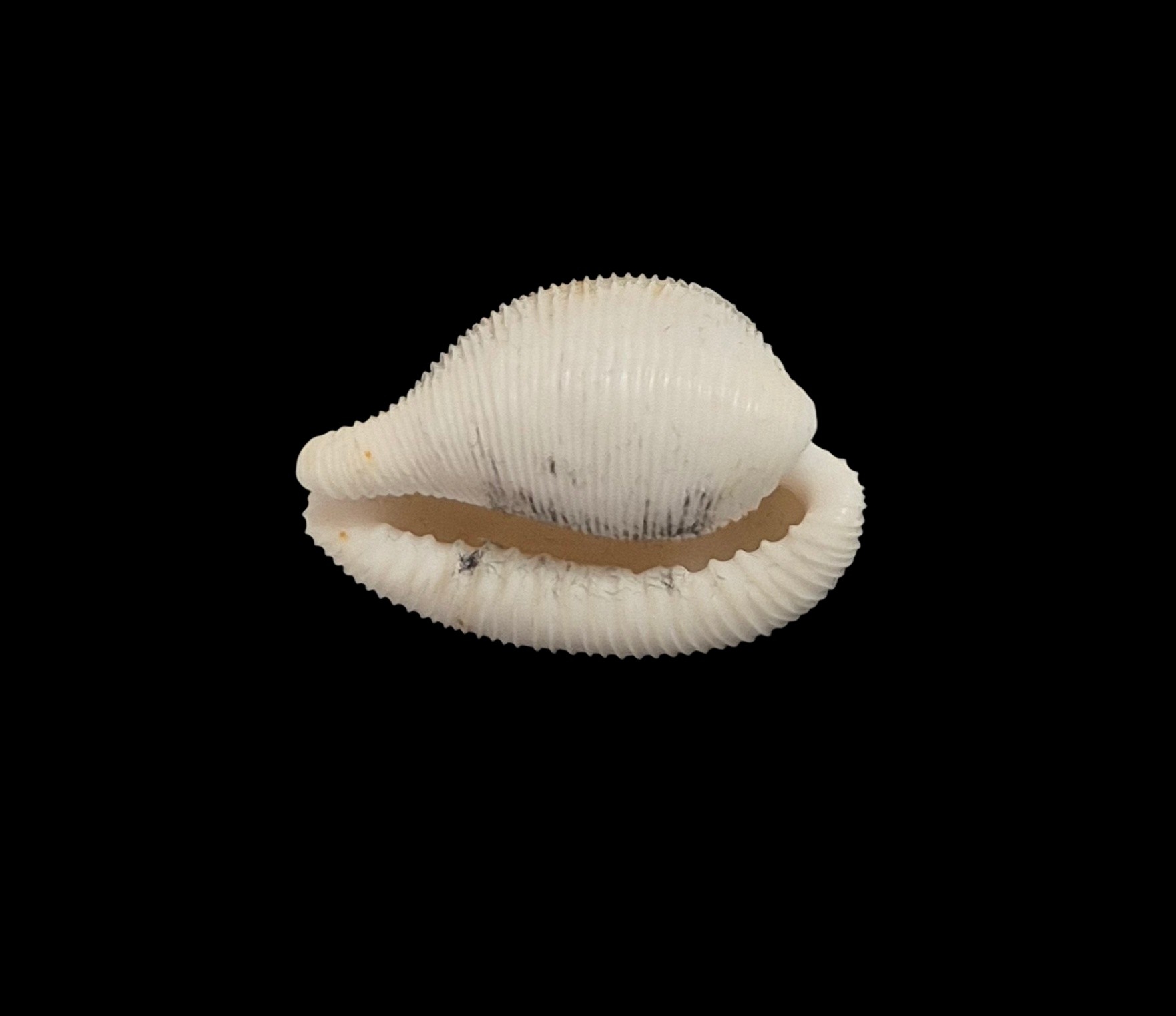 BC553 Cypraeovula capensis cineracea - Image 5
