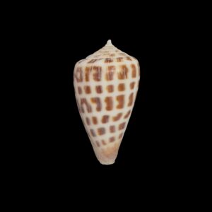 BC554 Conus bairstowi w/o - LIVE TAKEN