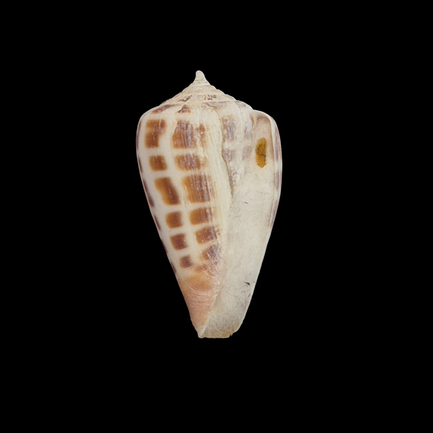 BC554 Conus bairstowi w/o - LIVE TAKEN - Image 2