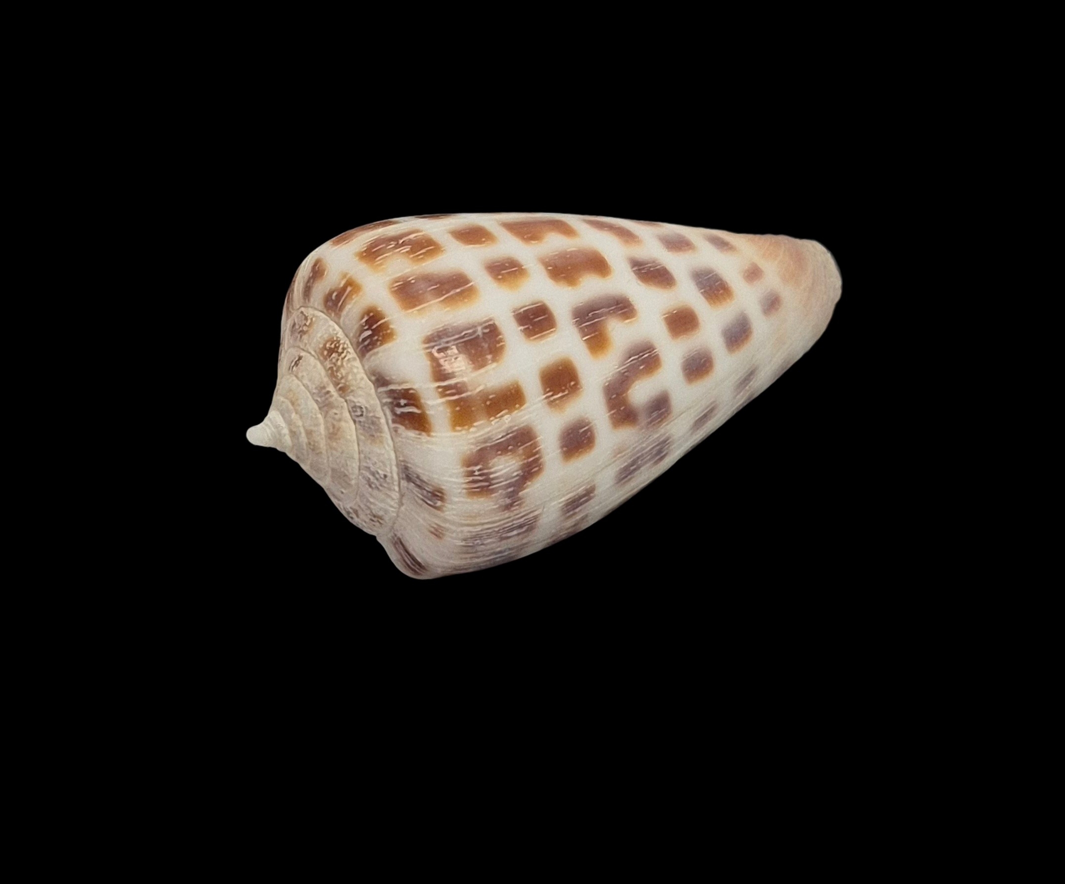 BC554 Conus bairstowi w/o - LIVE TAKEN - Image 3