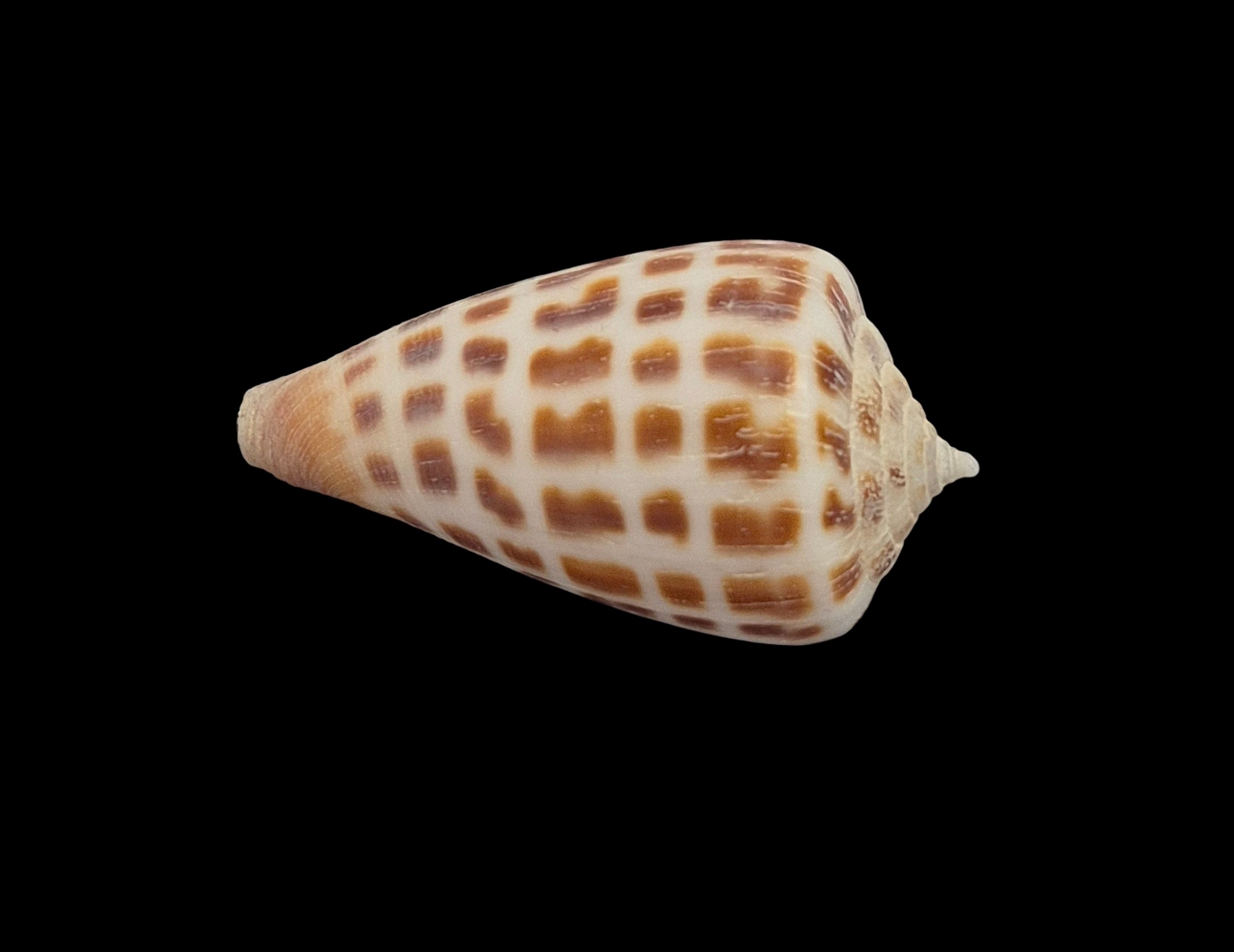 BC554 Conus bairstowi w/o - LIVE TAKEN - Image 4