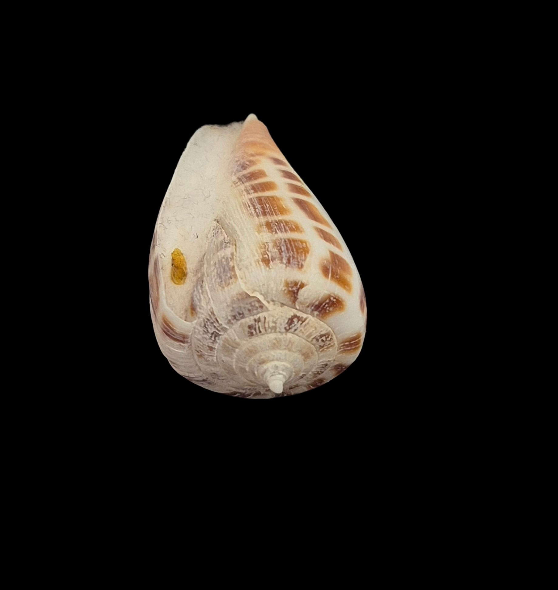BC554 Conus bairstowi w/o - LIVE TAKEN - Image 5