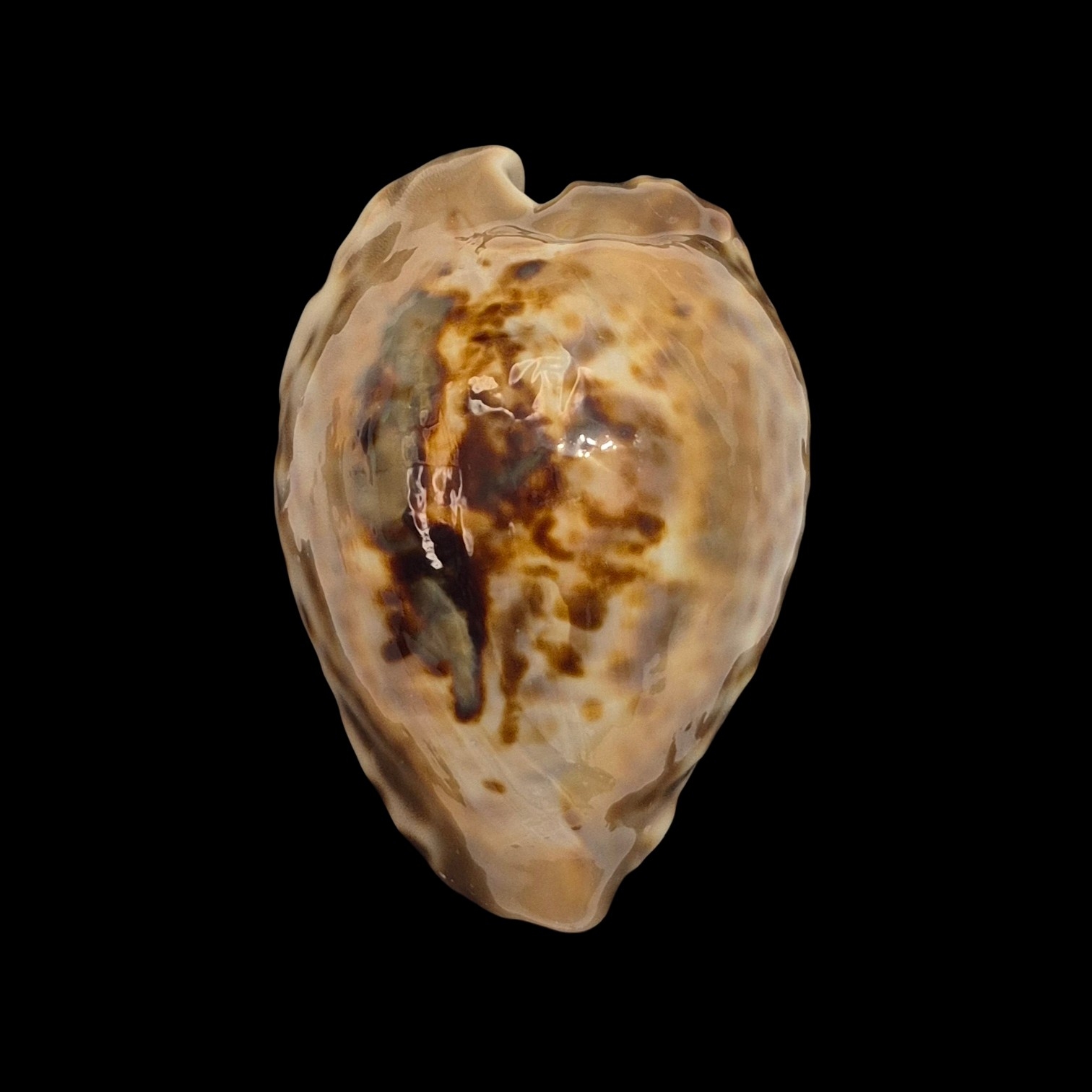 BC555 Barycypraea teulerei - LARGE BEAUTY
