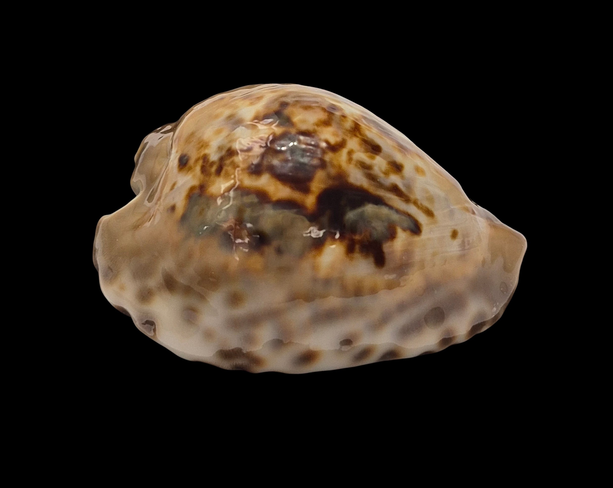 BC555 Barycypraea teulerei - LARGE BEAUTY - Image 2