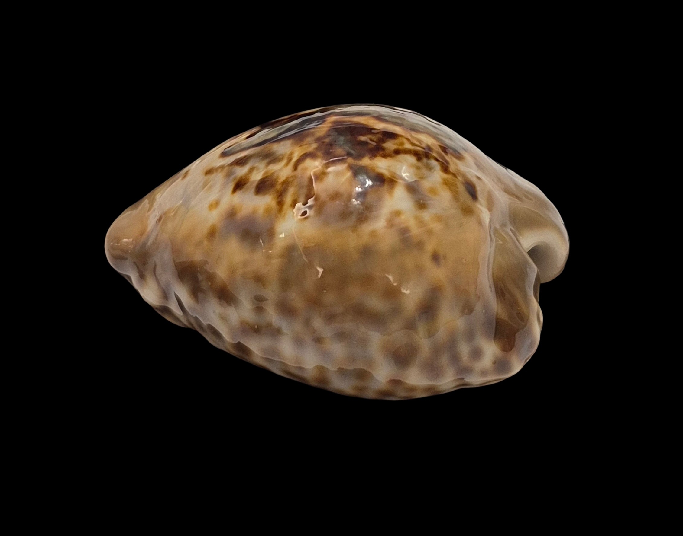 BC555 Barycypraea teulerei - LARGE BEAUTY - Image 3