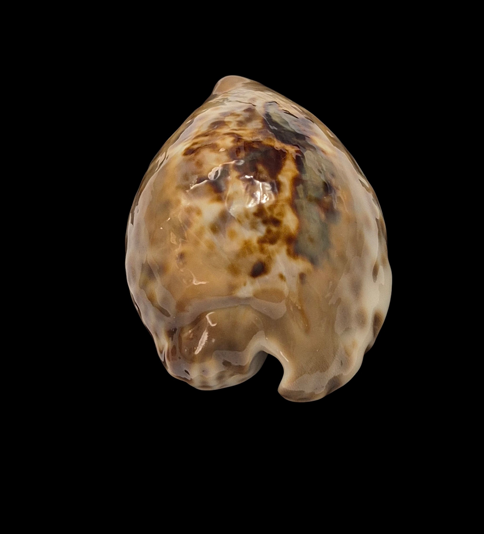 BC555 Barycypraea teulerei - LARGE BEAUTY - Image 4
