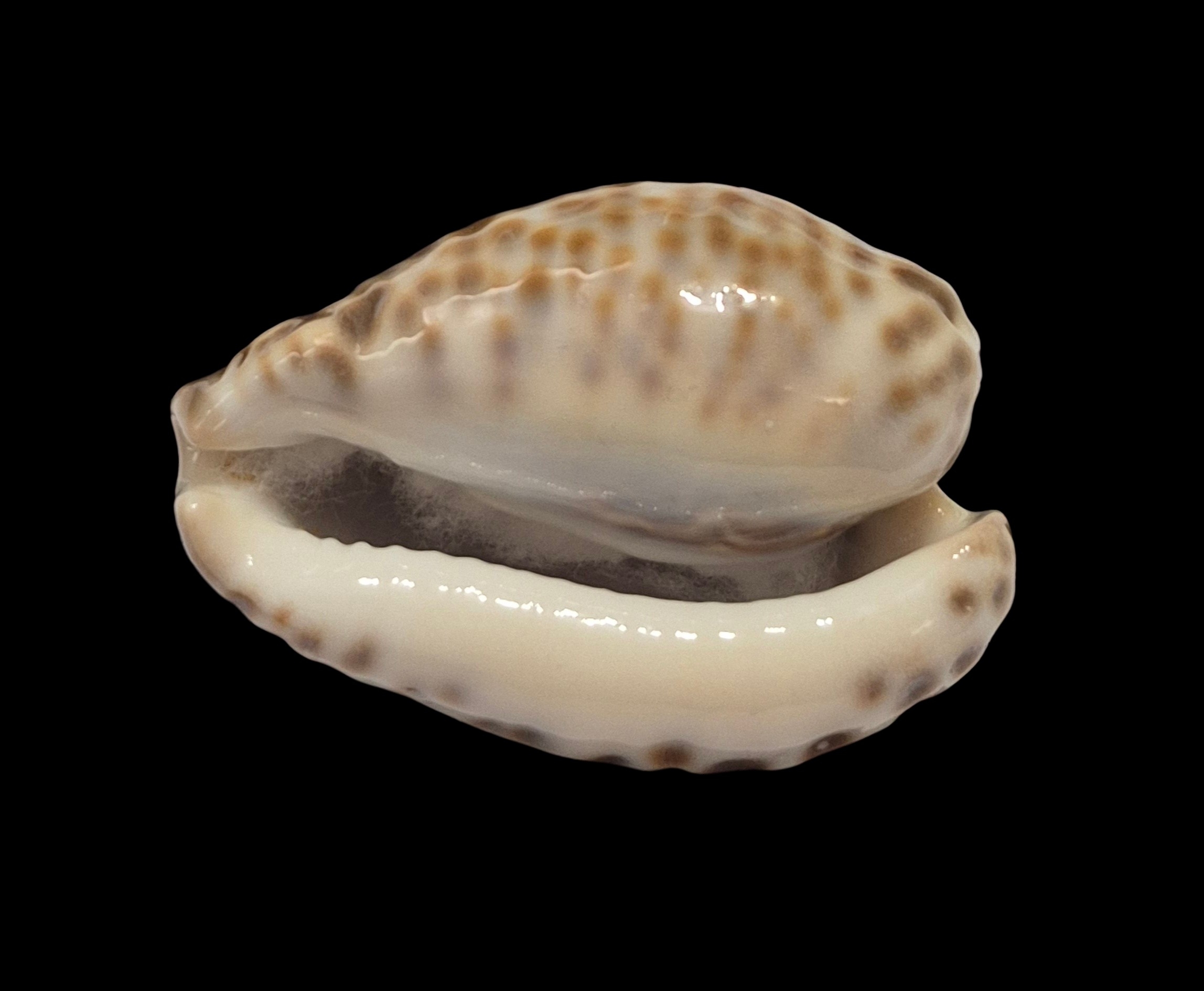 BC555 Barycypraea teulerei - LARGE BEAUTY - Image 5