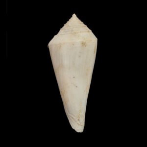 BC556 Conus bozzettii w/o - WORLD RECORD SIZE