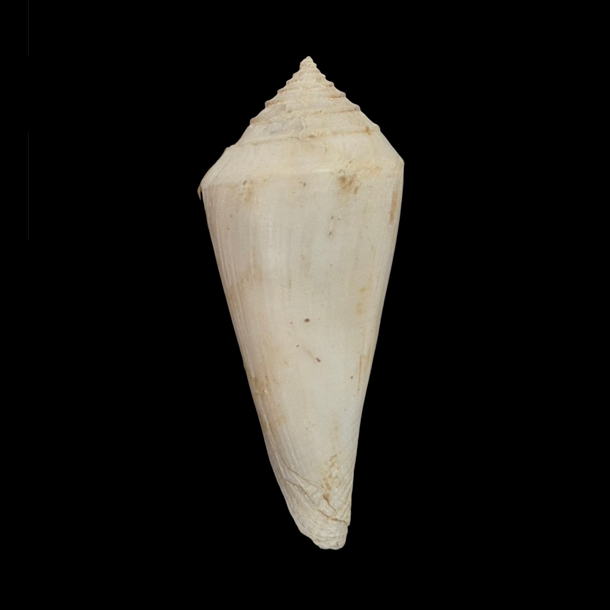 BC556 Conus bozzettii w/o - WORLD RECORD SIZE