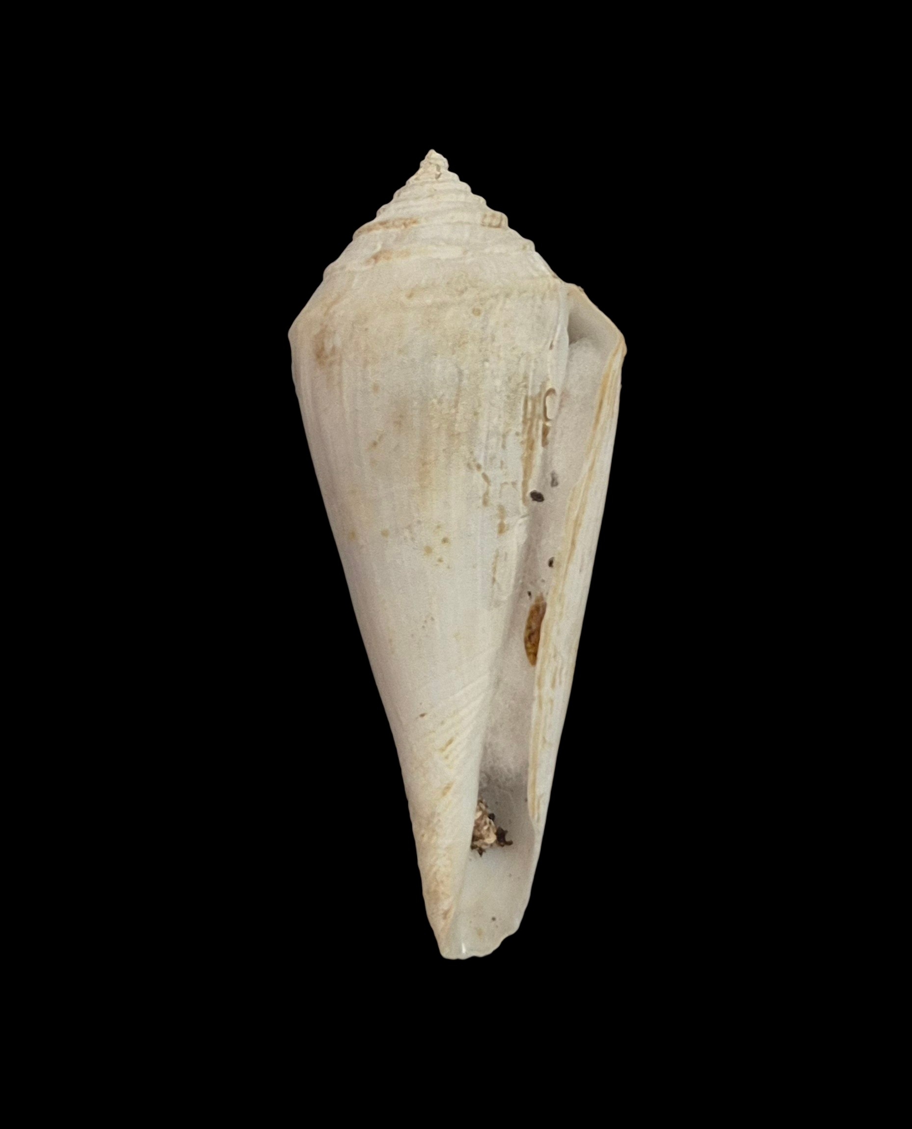 BC556 Conus bozzettii w/o - WORLD RECORD SIZE - Image 2