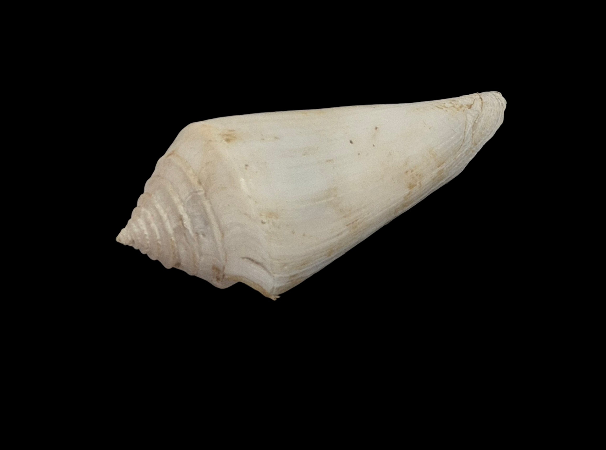 BC556 Conus bozzettii w/o - WORLD RECORD SIZE - Image 3