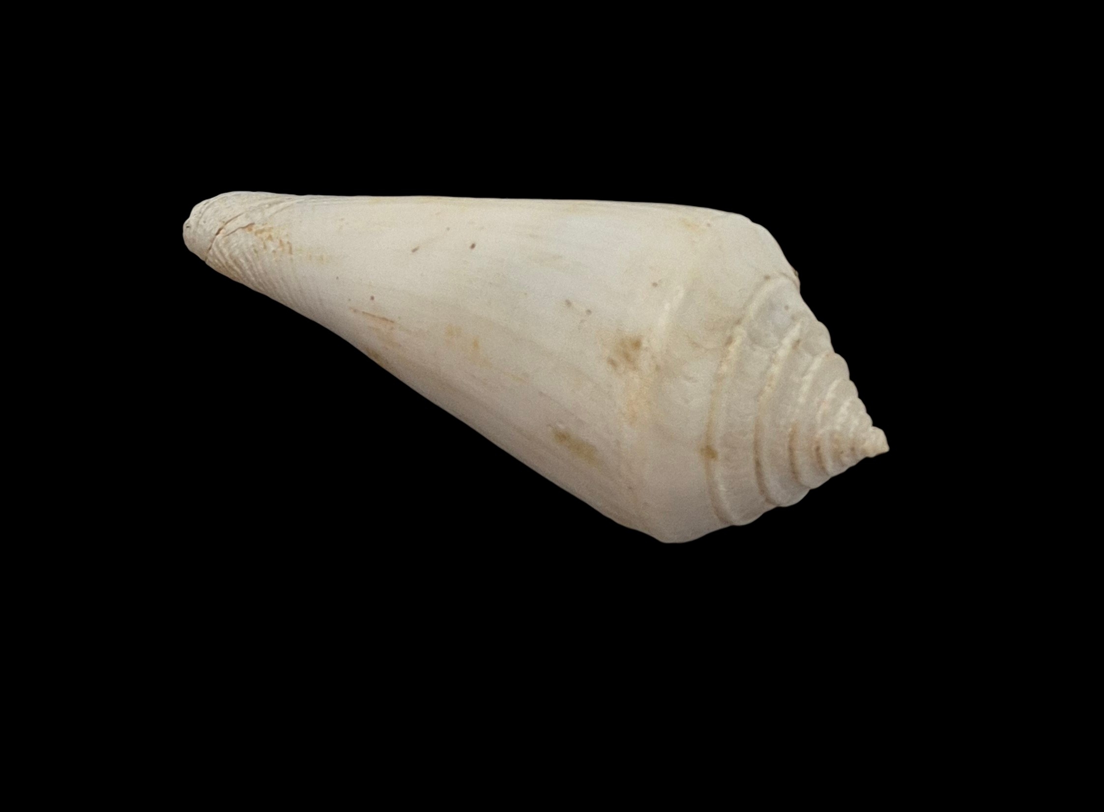 BC556 Conus bozzettii w/o - WORLD RECORD SIZE - Image 4
