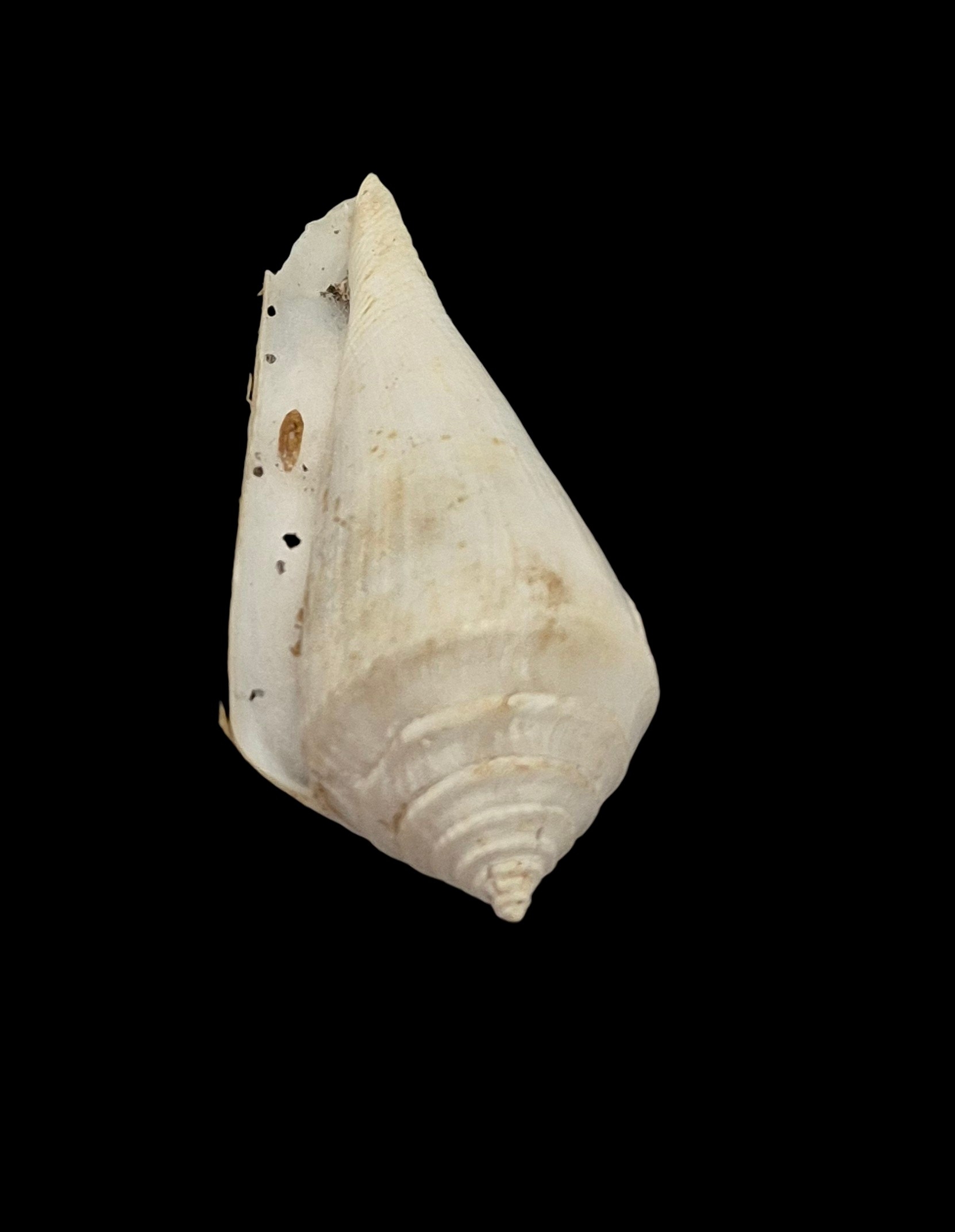 BC556 Conus bozzettii w/o - WORLD RECORD SIZE - Image 5