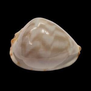 BC564 Zoila jeaniana f. inscripta - AWESOME BEAUTY