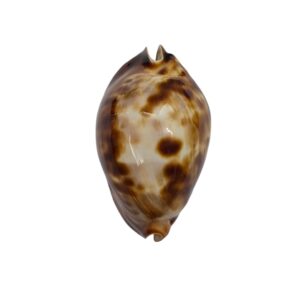 BC563 Zoila friendii f. scotti - LESS THEN 50 MM!!!