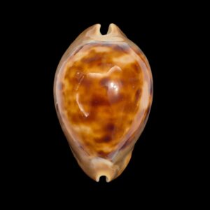 BC562 Zoila venusta episema - VERY LARGE