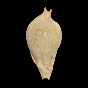 BC561 Umbilia eximia - HUGE FOSSIL SHELL