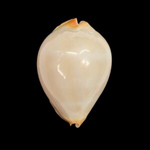 BC560 Zoila jeaniana "GOLDEN FORM"