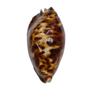 BC565 Zoila friendii friendii - LARGE and SELECTED