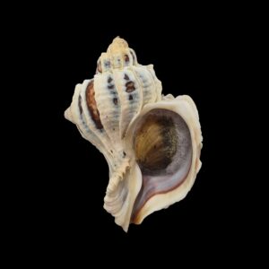 BC028 Trophon geversianus var. lamellosa w/o - XL SIZE
