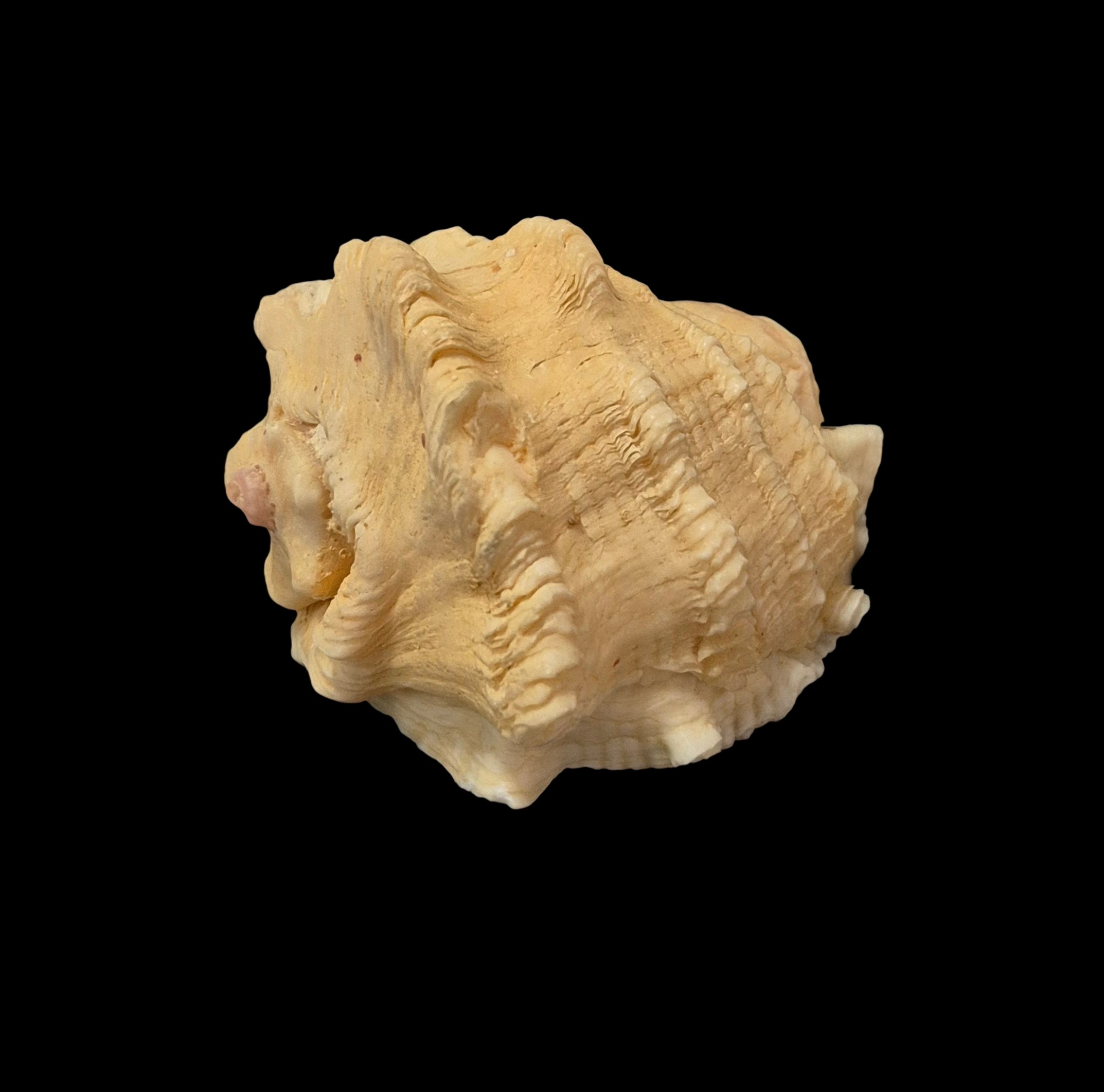 BC030 Neorapana muricata w/o - HEAVY - Image 4